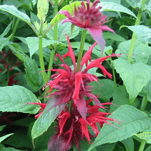 Des images de diff�rentes plantes